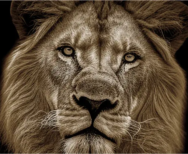 curso_ao_vivo_rafael_roan 15